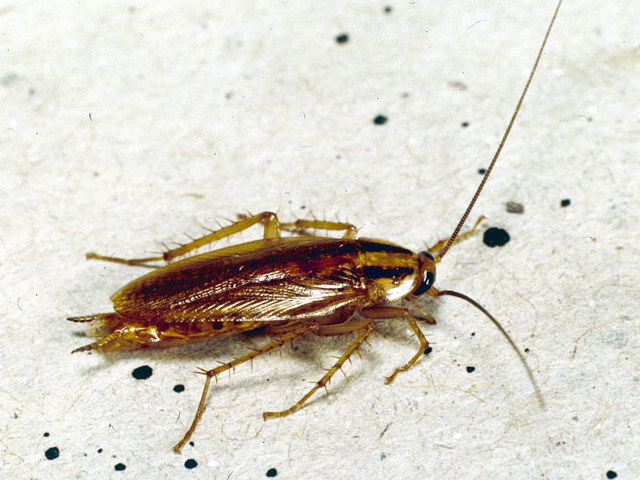 german cockroach