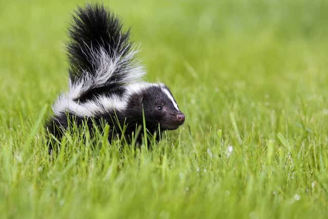 how to keep skunks away from your garden
