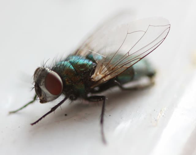 how to prevent flies from entering your home