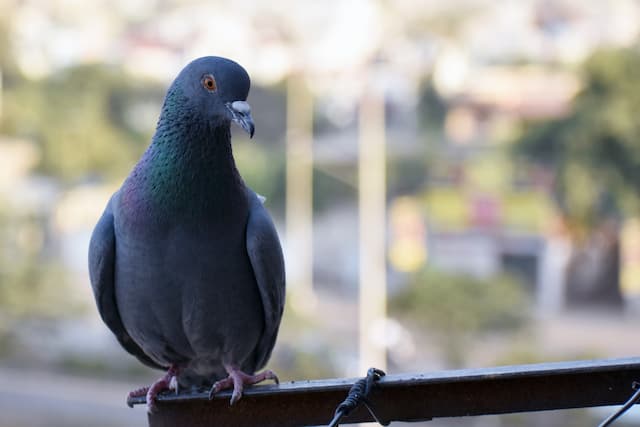 pigeon control tips for balconies