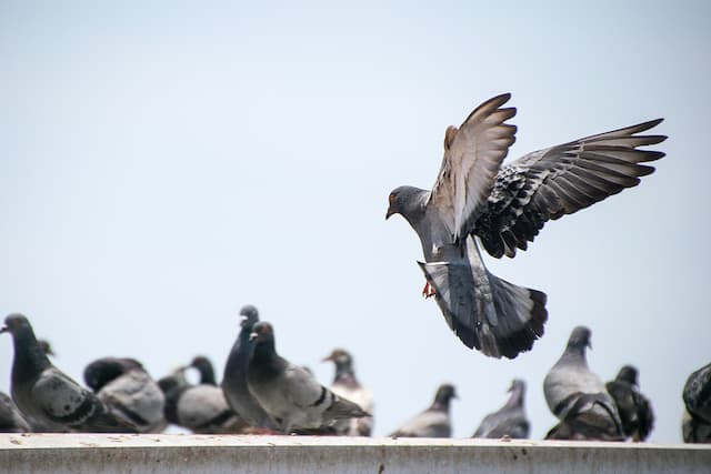 pigeon deterrents that work