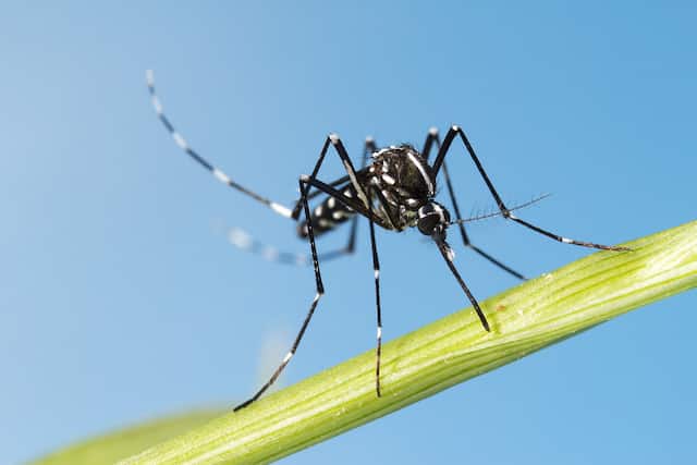 the asian tiger mosquito