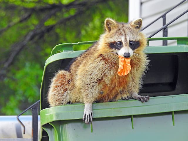 top 3 raccoon deterrents