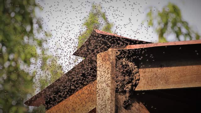 why do bees swarm