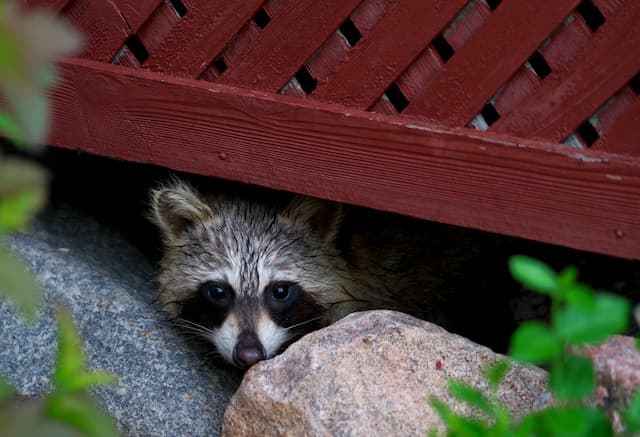 why do raccoons break into attics