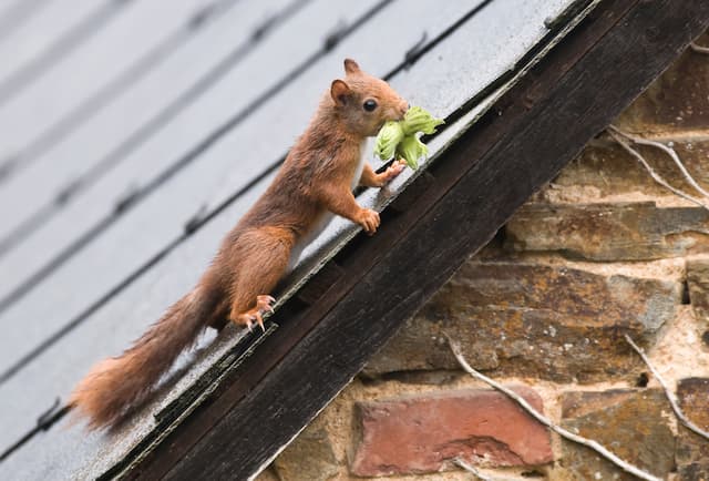 best ways protect rooftop squirrels
