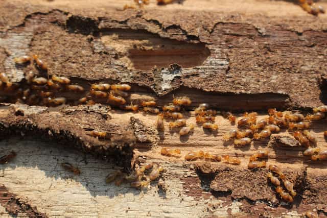 how dangerous can termites be