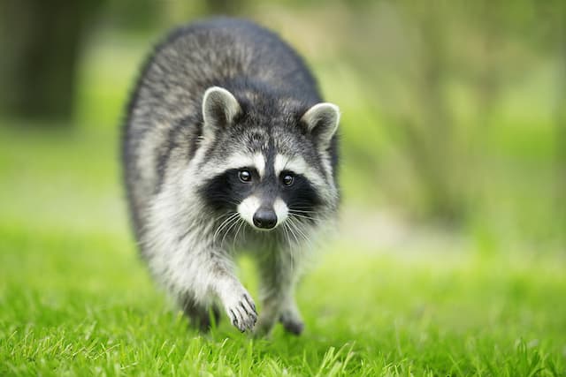 how to prevent raccoon invasion garden