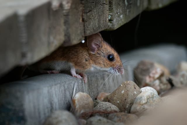 top 5 mice traps can buy online