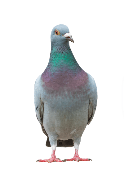 pigeon removal toronto