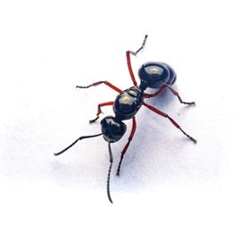 ant control toronto