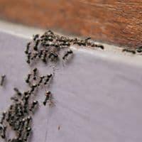 ant exterminator toronto