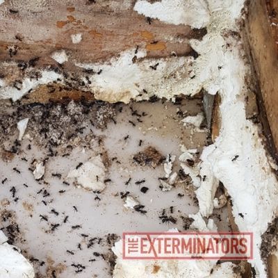 ants inspection toronto