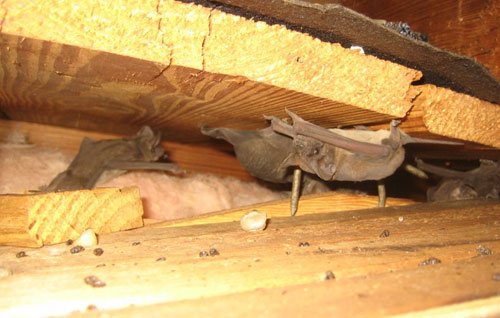bat removal from attic toronto