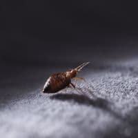 bed bug exterminator toronto