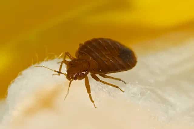 bed bug fears fire and panic