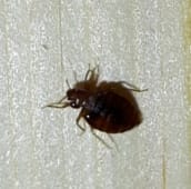 bed bug identification