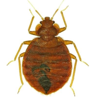 bed bugs in toronto