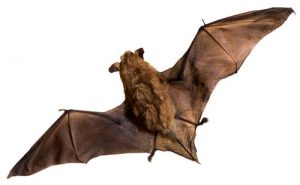 big brown bat toronto