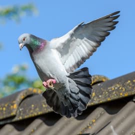 bird removal toronto