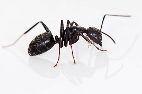 black carpenter ant control