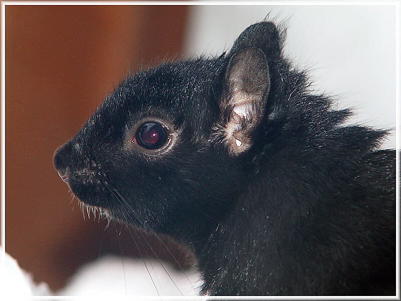 black squirrel toronto