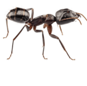 carpenter ants