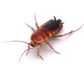 cockroach control toronto