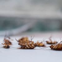 cockroach exterminator toronto