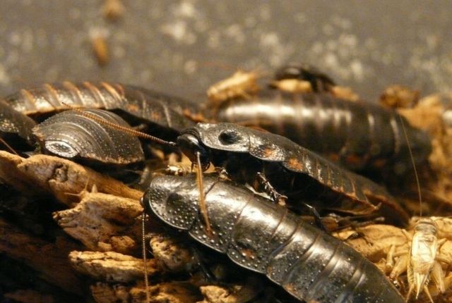 cockroaches lay eggs
