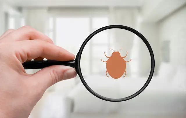 common bed bug treatments
