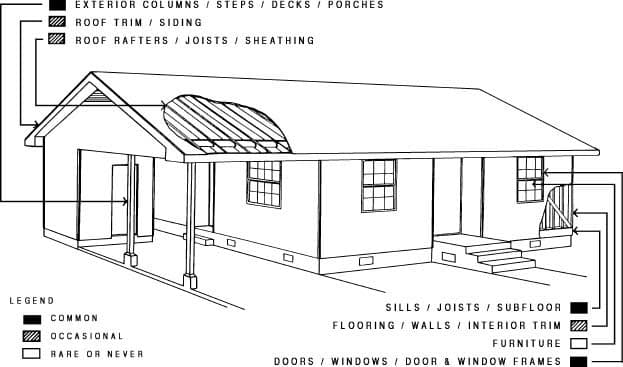 common carpenter ant infestation areas