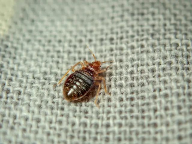 common household products kill bed bugs