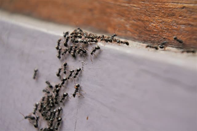 dealing with an ant infestation
