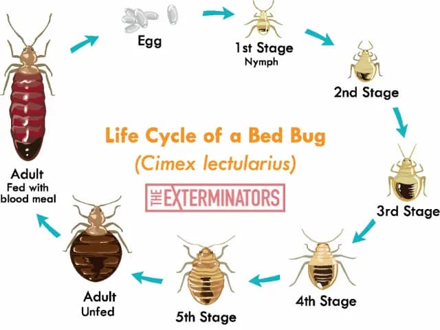 different types bed bugs