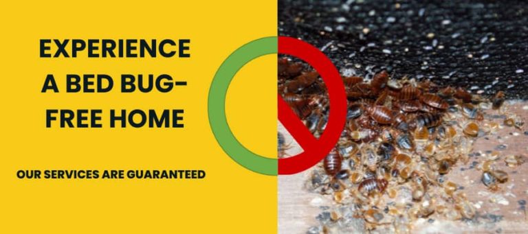 experience a bed bug free home toronto