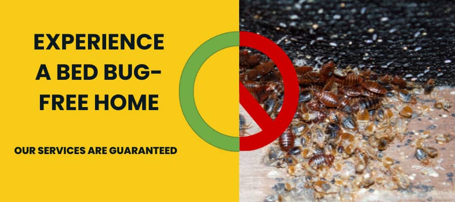 Bed Bug Exterminator Toronto Bed Bug Control Solutions