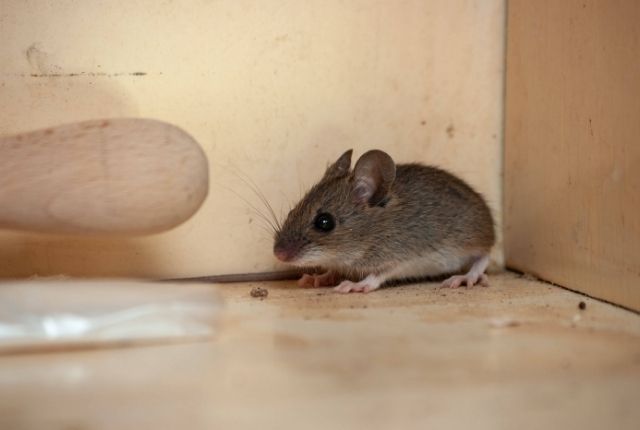 how to deal with mice in the office