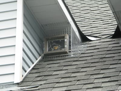 humane raccoon removal using one way door