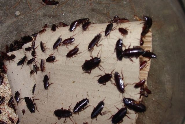 identify cockroach feces