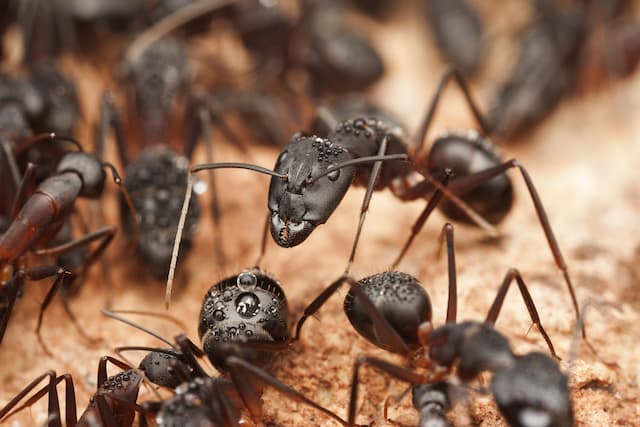 keep ants property
