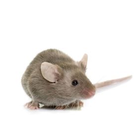 mouse exterminator toronto