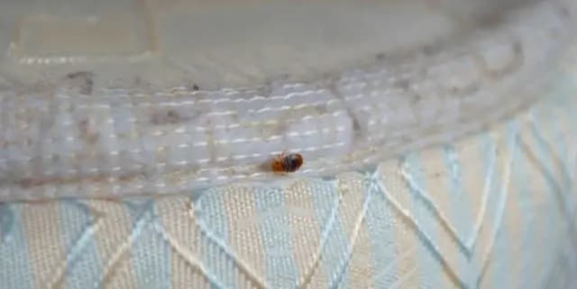 natural bed bug treatments