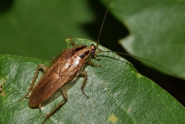 natural cockroach control methods