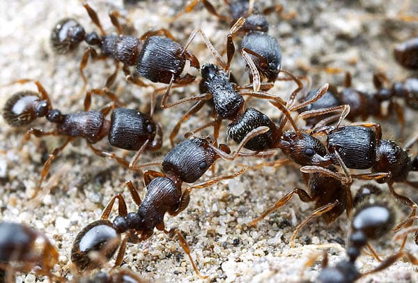 pavement ants