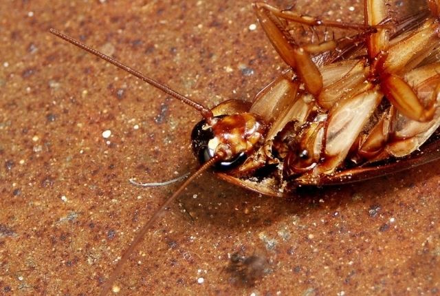 pest control methods for cockroach extermination