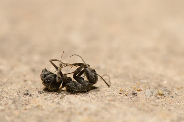 pest control professionals deal ants