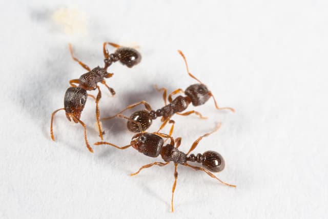 physical characteristics of pavement ants