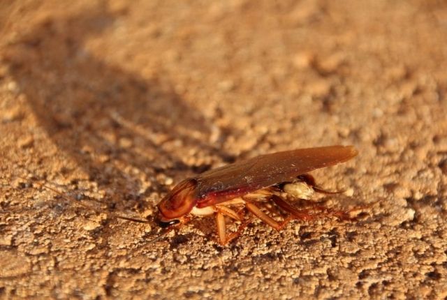 preventing a cockroach infestation