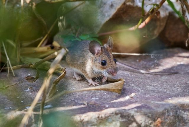 protect garden mice infestation
